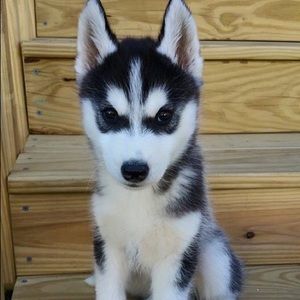 Meet your Posher, Shayna